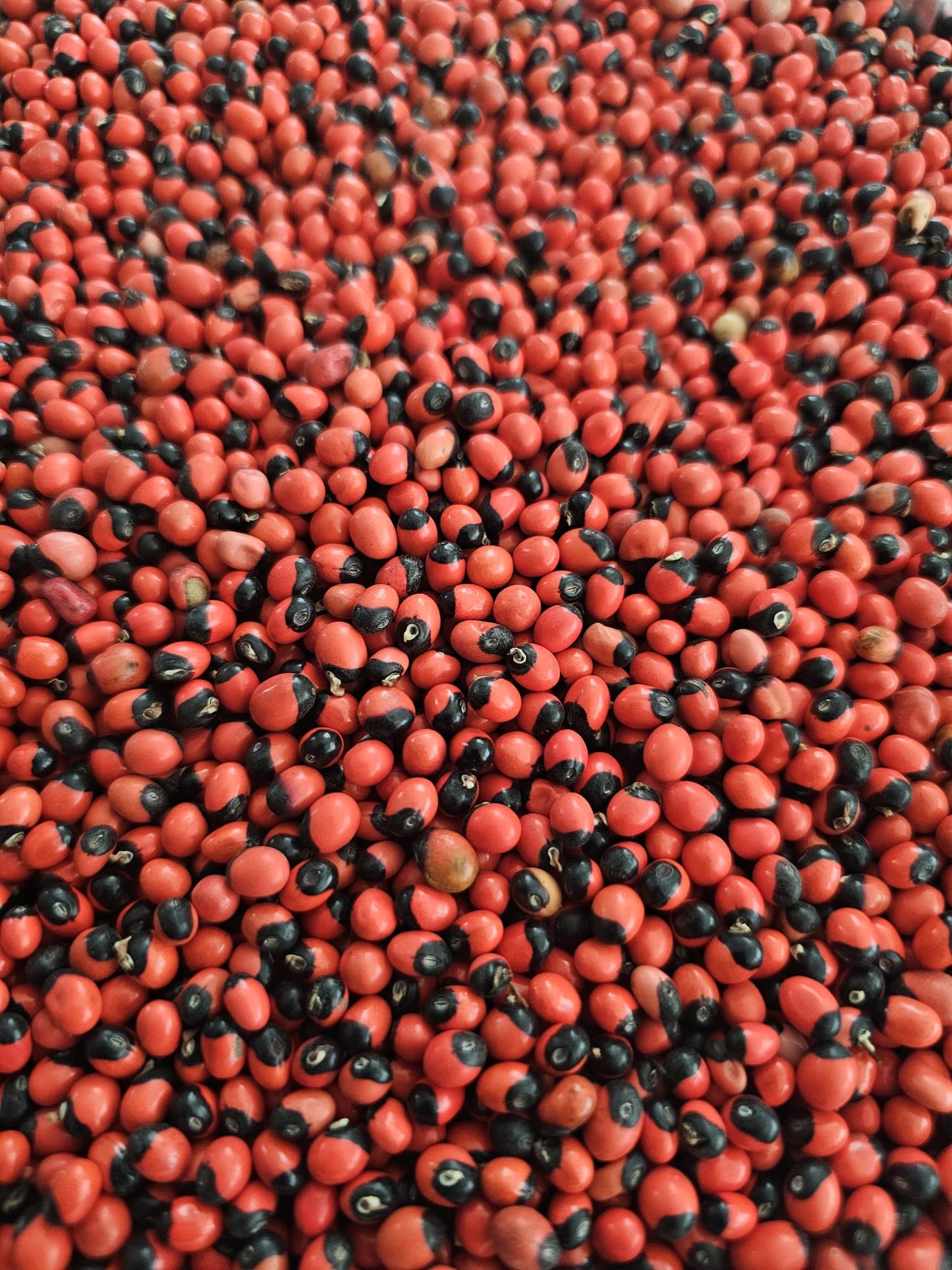 Oju Ologbo Seeds (Lucky Beans) – Traditional Spiritual Botanical for Protection & Good Fortune | Cherubim Aura - herb - Cherubim Aura